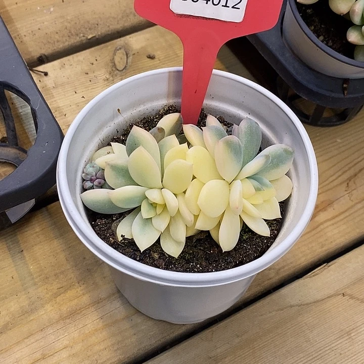 海*橙梦露锦804012福利