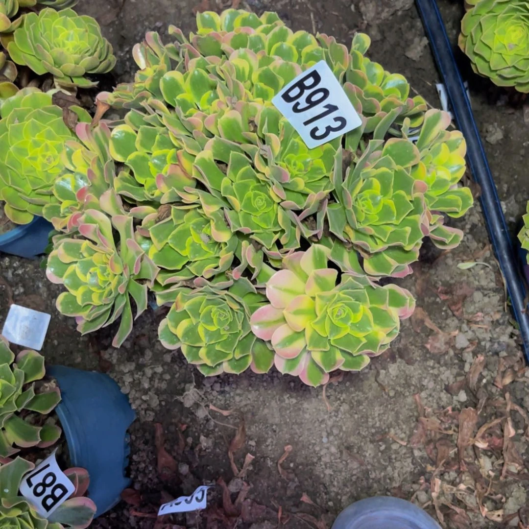 炫彩法师26////40包邮