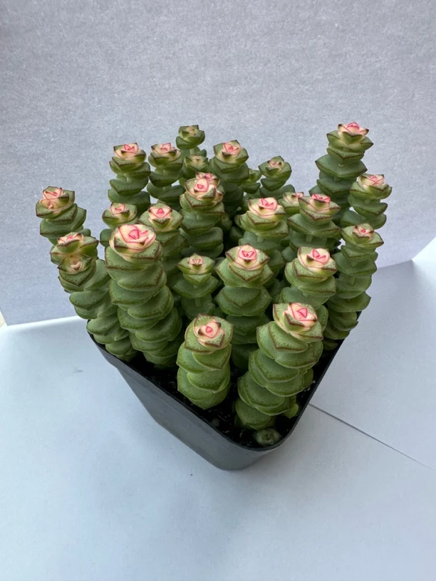 《新疆包邮》红心钱串多彩色稀有爆盆钱串锦多肉植物阳台绿植