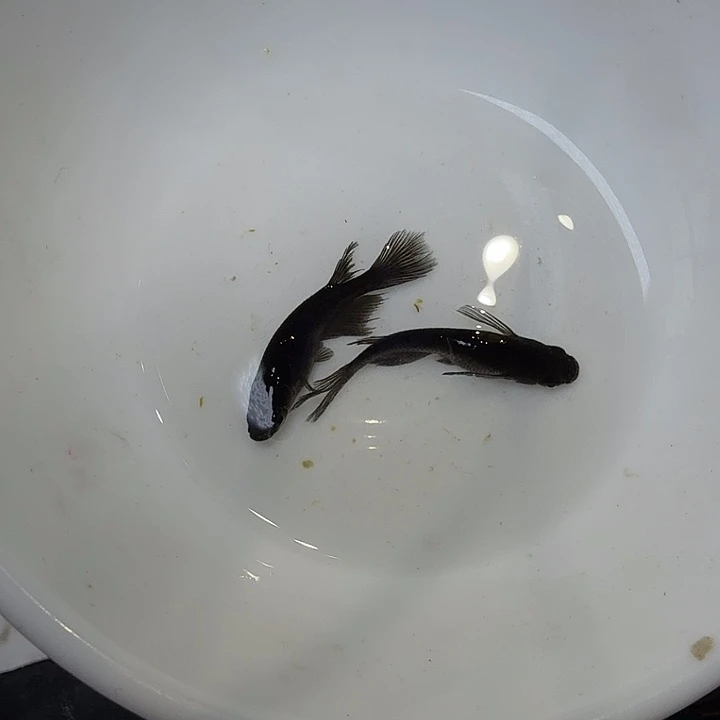 青鳉鱼15号拍品长鳍大蛇