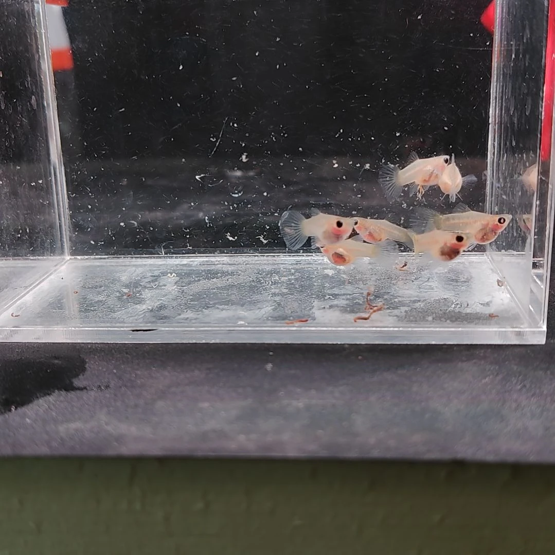 孔雀鱼编号30黄蕾丝玻璃猫