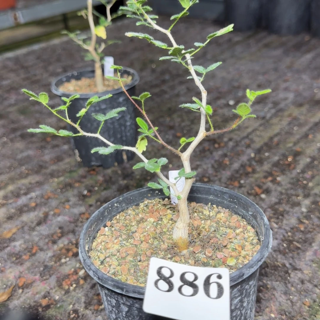 勥***烎滔天橄榄实生多肉植物