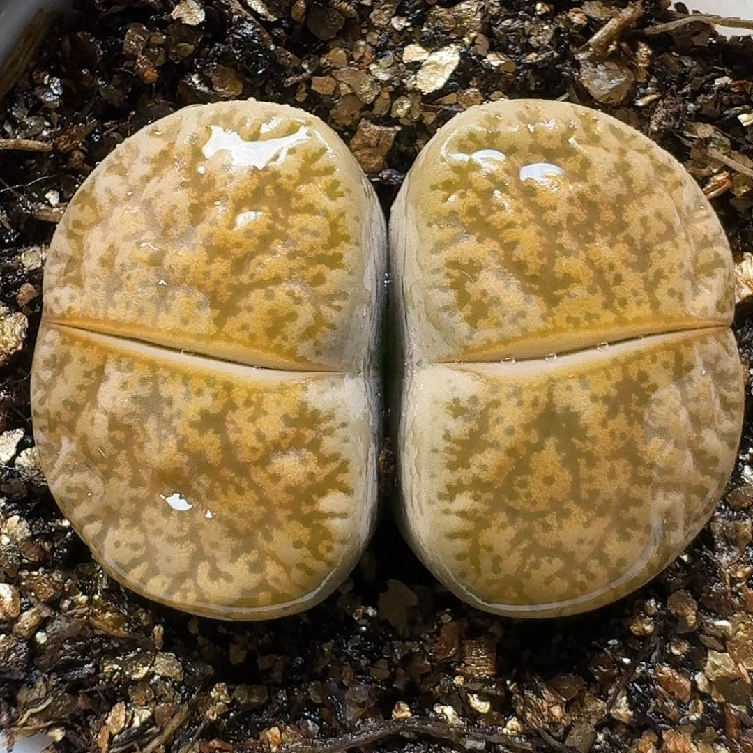 生石花111111。    393