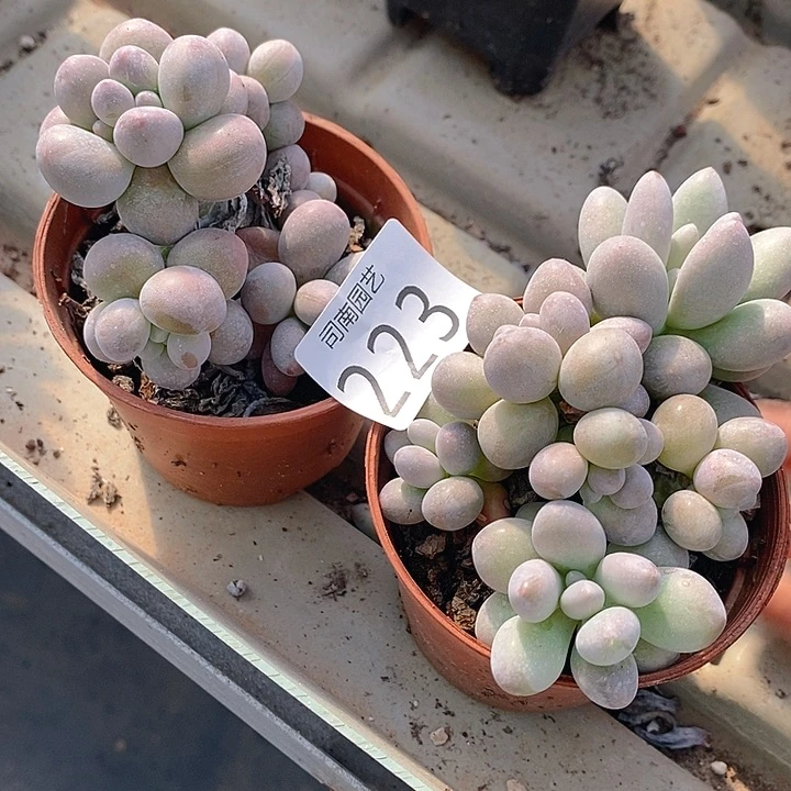 223 多肉植物盆栽花卉