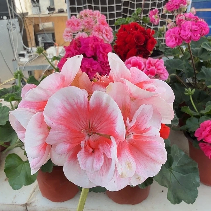 无花朵【皇后，，，，】