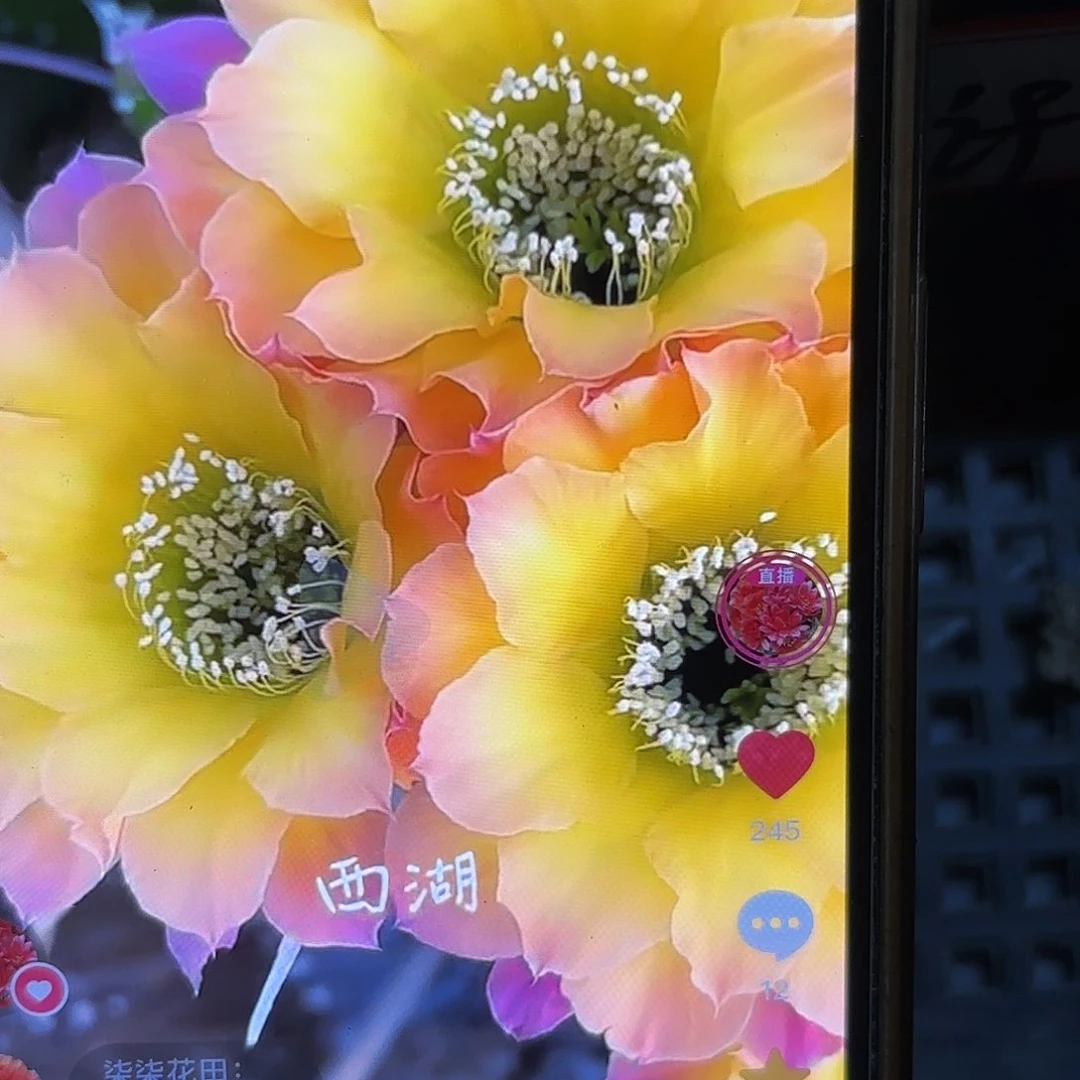 Us47彩侧牙20包邮仙人球5