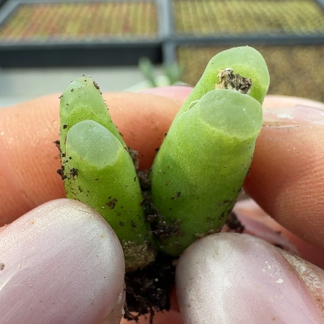 724双头佛度00000000