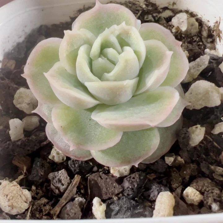 水晶虾饺精品多肉植物