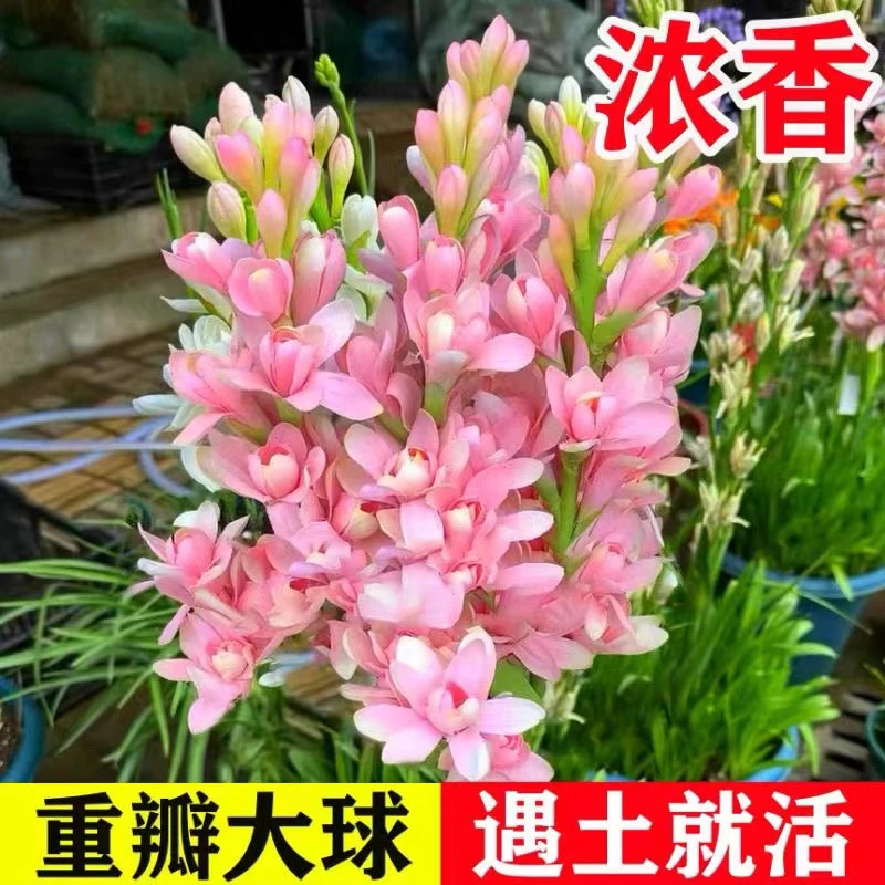 【拍一发二】晚香玉种球花苗浓香型多年生植物室内外庭院四季花卉