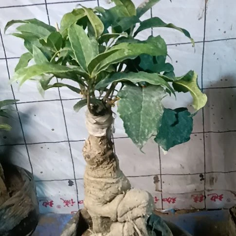 诸***顺完全开放四季丹桂