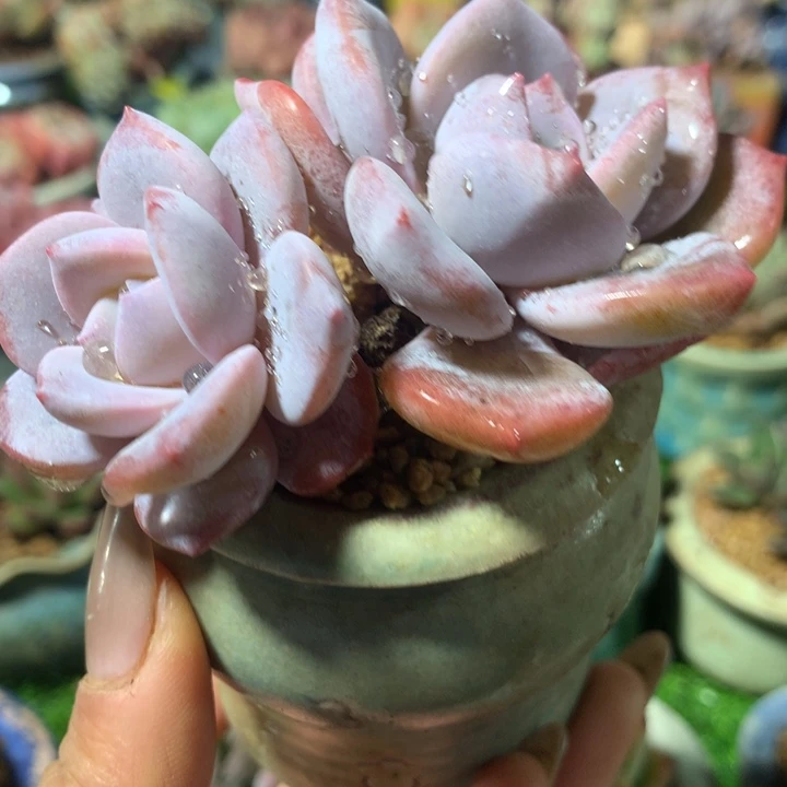 樱花奶茶     带盆