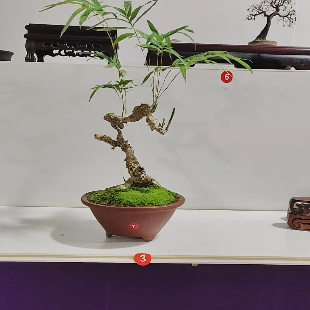 研***机无花朵盆景，春风竹，，，，，，