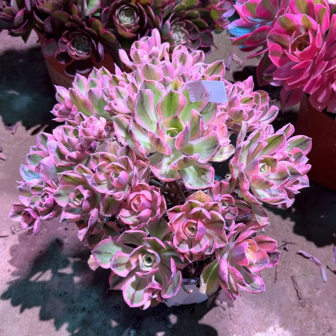 多肉植物青花瓷121