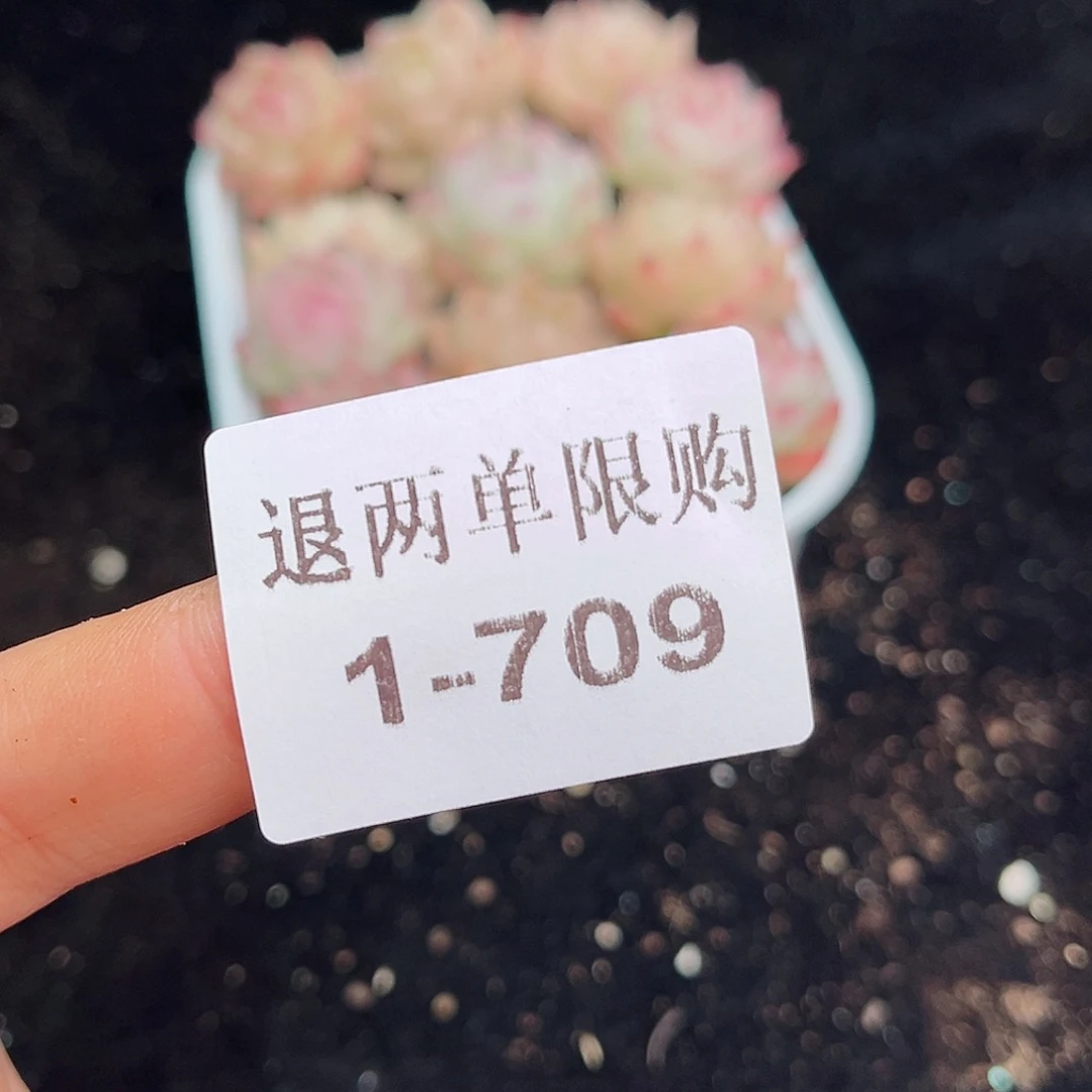 Y**H1-709 女王12颗