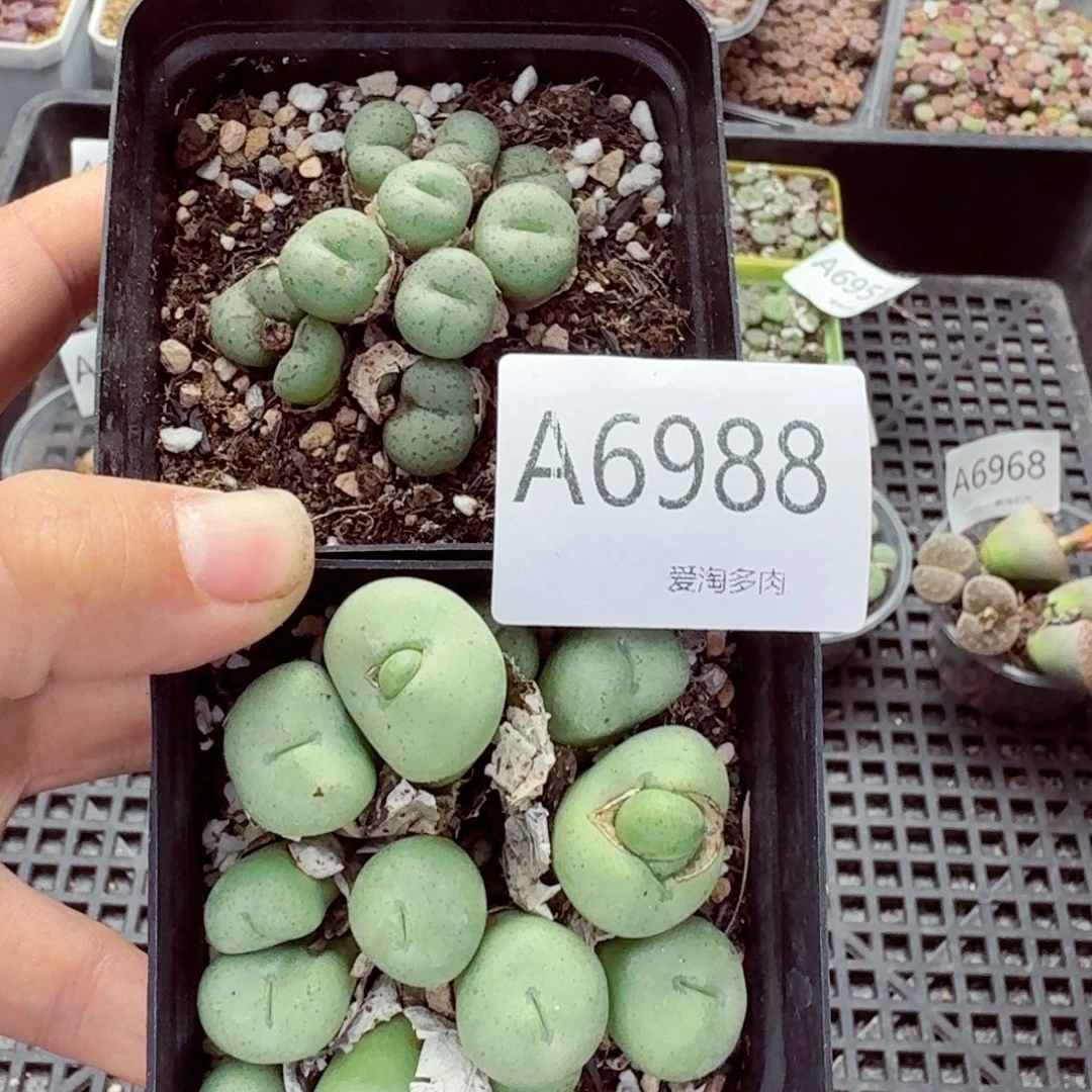 6988–生石花 生石花