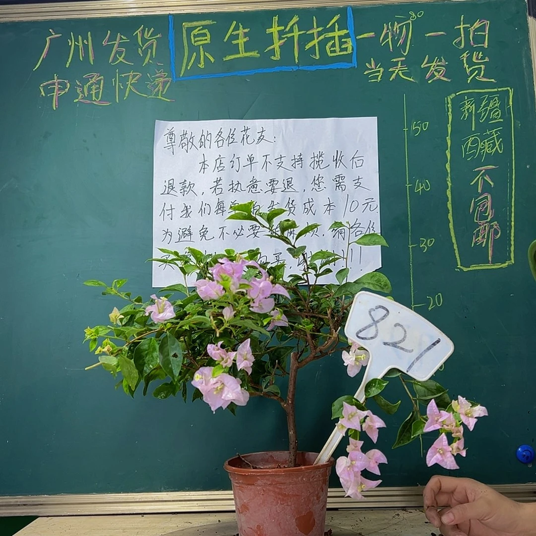 当前无花栽培后可以开花 苹果花 821