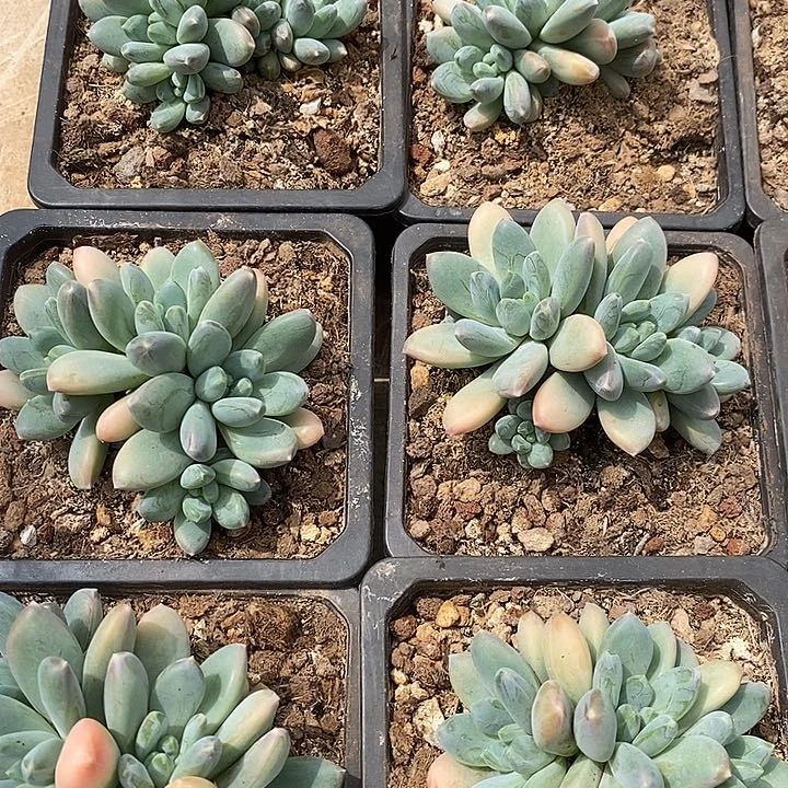 三色美人群生4头起12厘米