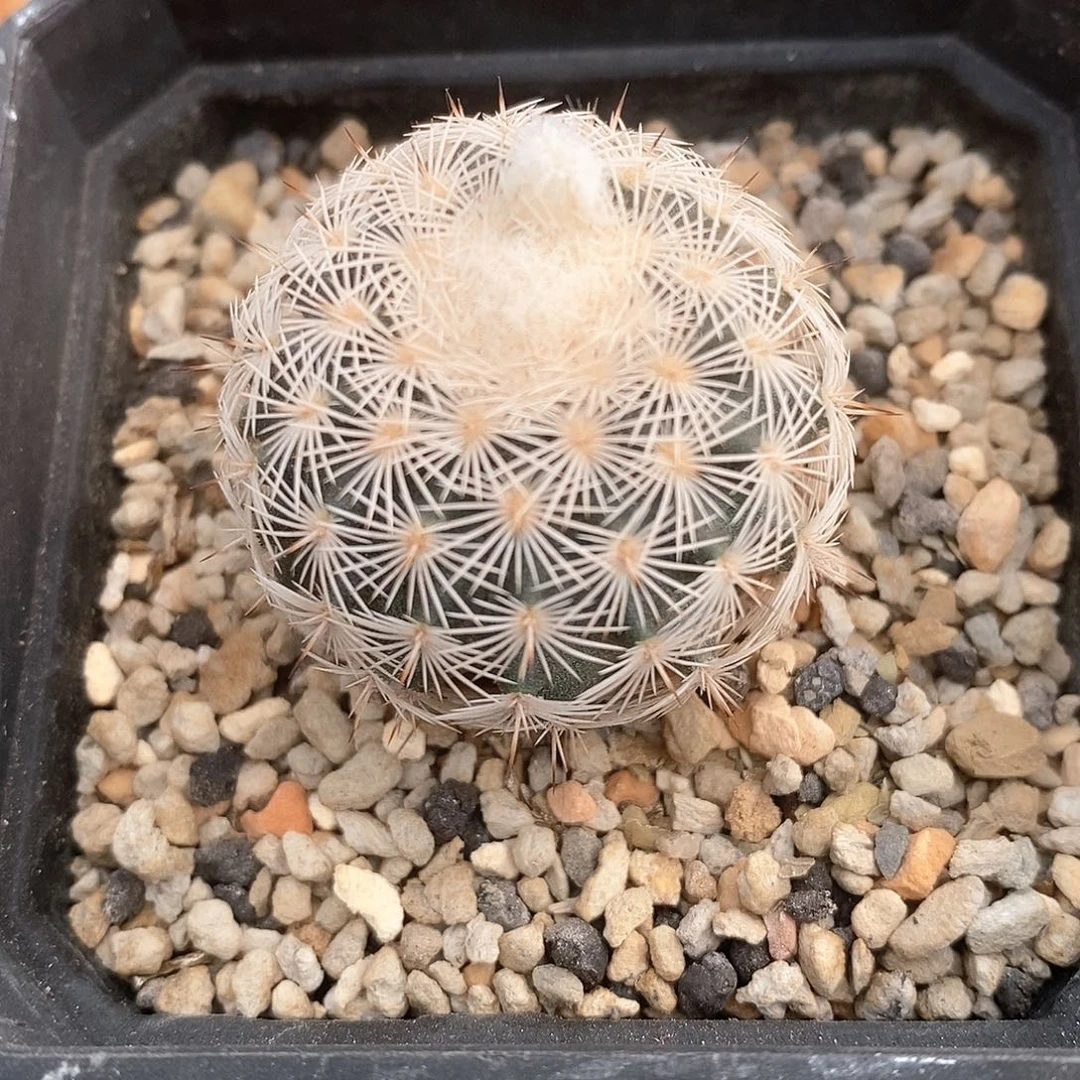 伯格曼虾实生3.2公分