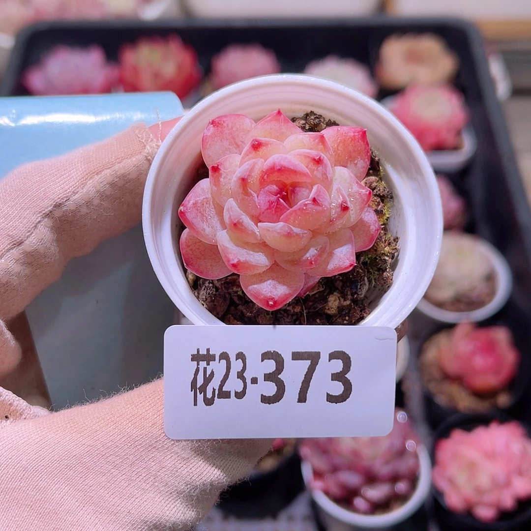 花利美23-373秋池