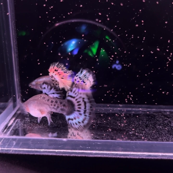 孔雀鱼半月尾雪豹1对