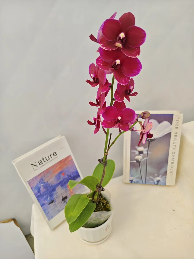 蝴蝶兰【胭脂】鲜花盆栽室内观赏花花佛山基地直发好养易活