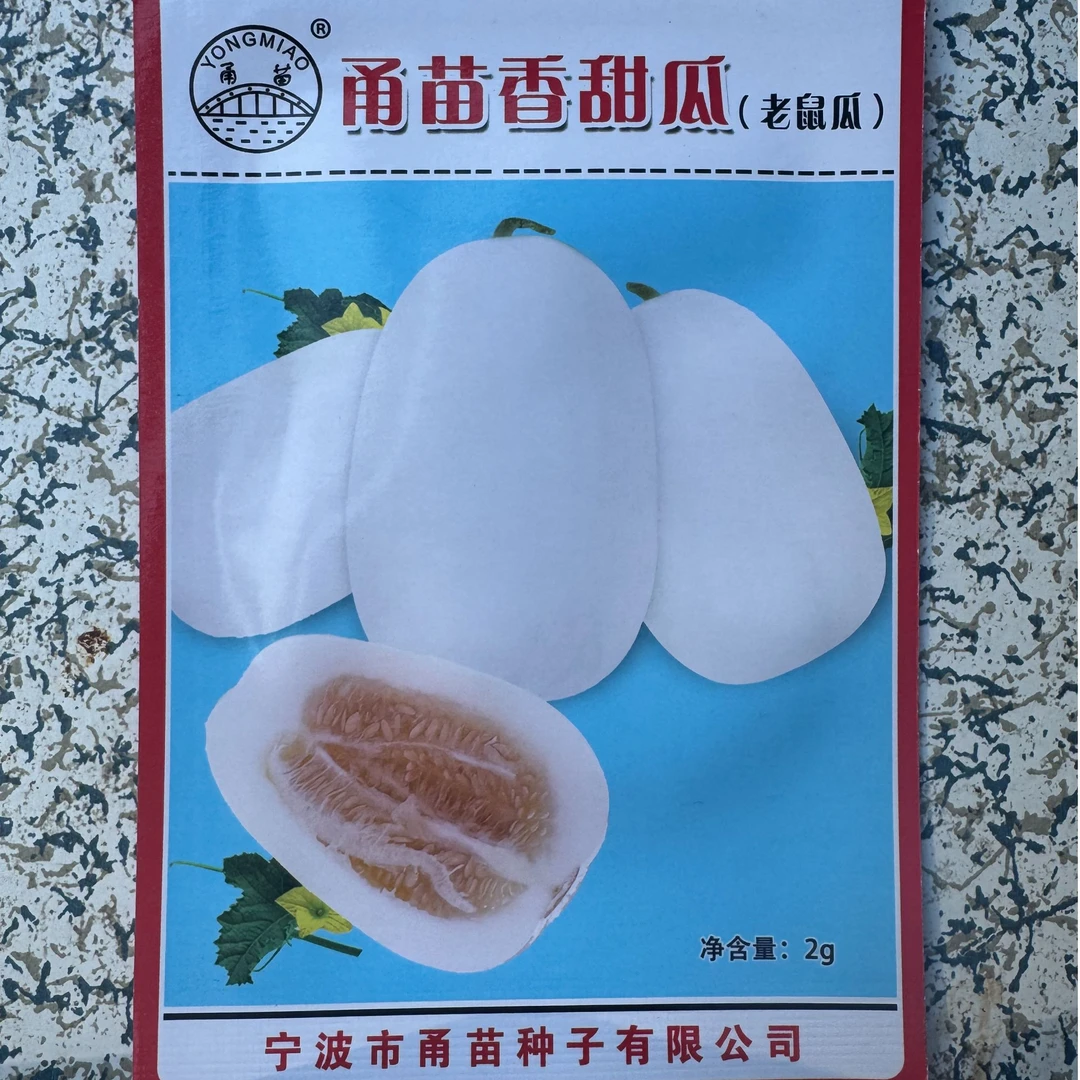 春季种植甬苗香甜瓜