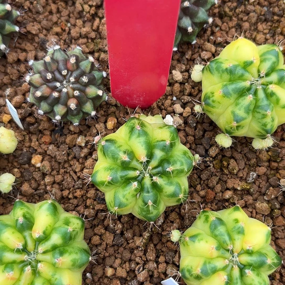 L720-1028泰国发货 绿袖子