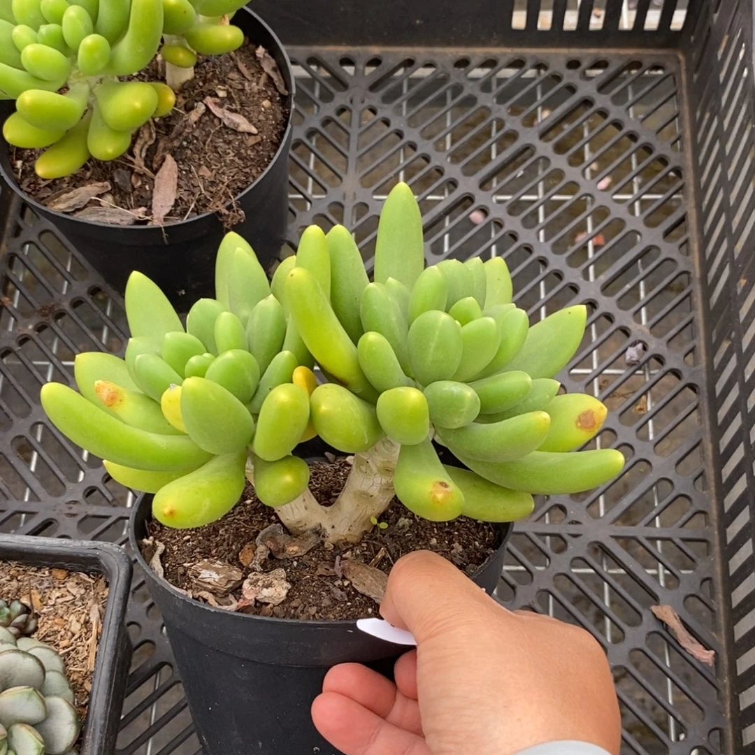 2369金蝉双一物一拍