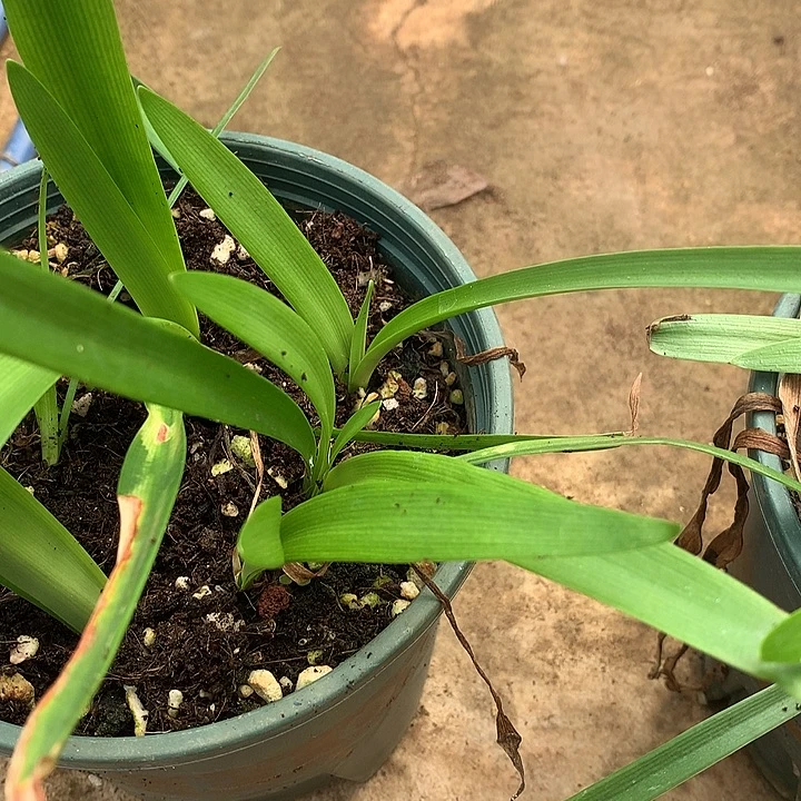 双绿小球1.5-2公分挑好的发 非偏远38包邮 节后发