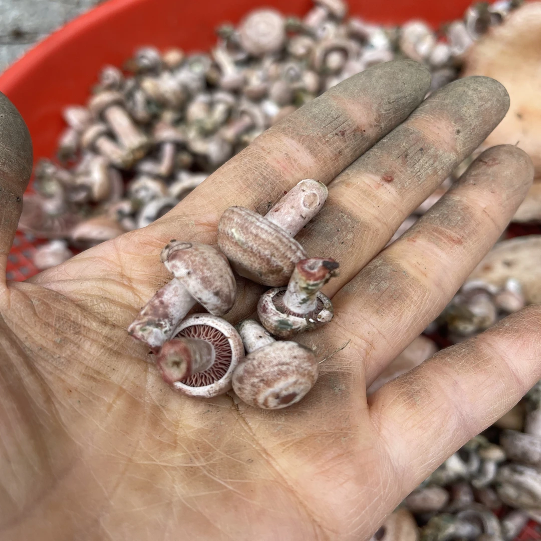 ［迷你小小扣去脚泥］新鲜野生乌枞菌松树菌松乳菇重阳菌顺丰包邮