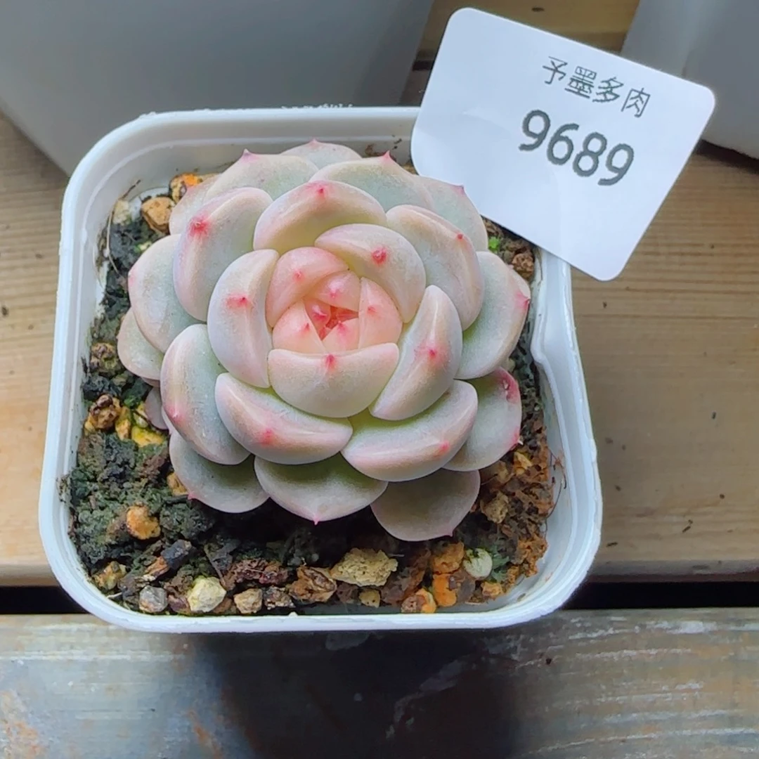 荔枝甜心，9689多肉植物