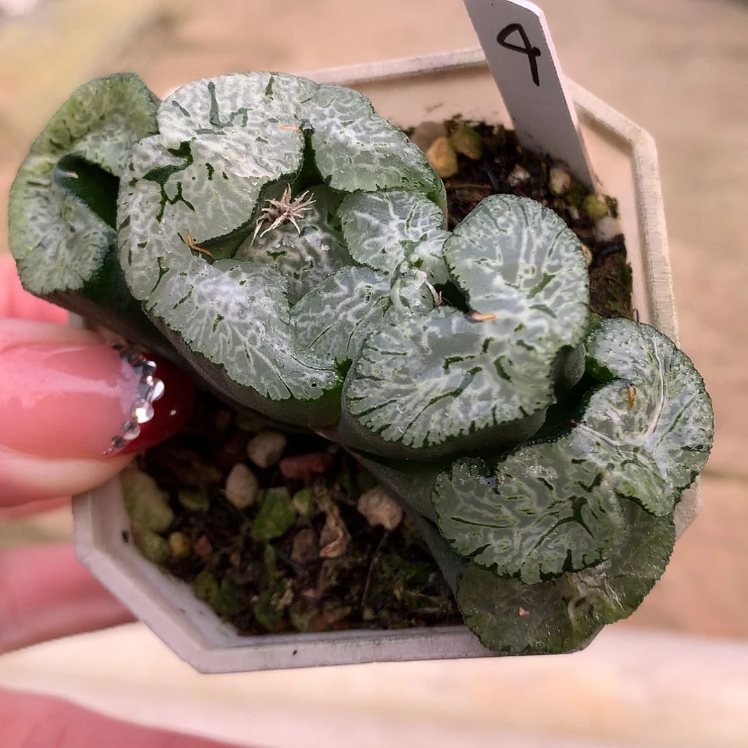 4号极翠守冰玉扇带盆土