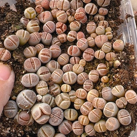 【闪购商品】24856