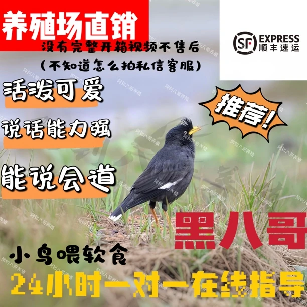 头窝活体小黑巴宠物幼鸟鹦鹉（省内外拍）黑八哥