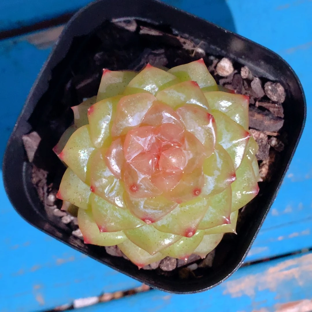 58包邮  群生不包整62