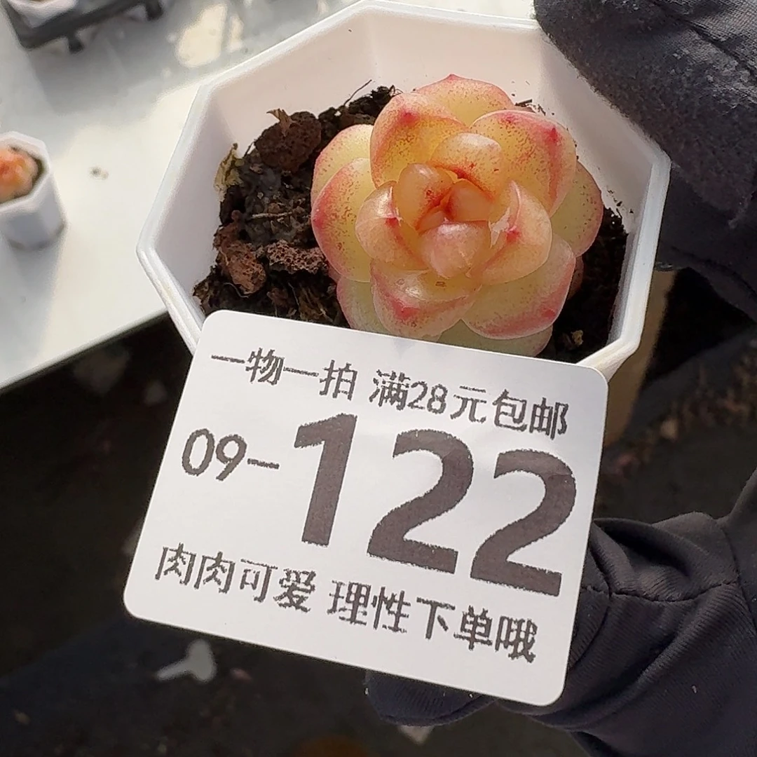 恶魔之泪无盆土发货