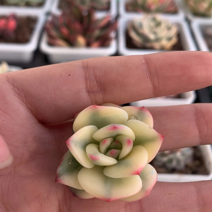 三文鱼锦，锦哥多肉