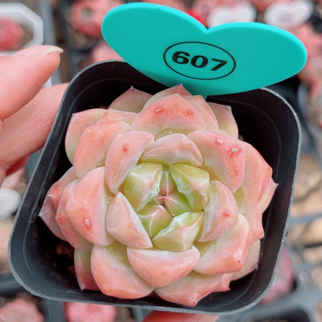 风靡园艺冰魄单头