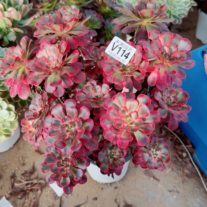 114香奈儿官服30左右2