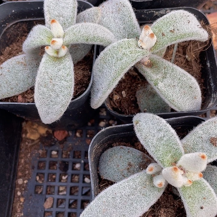 大白兔2.8带盆土发货