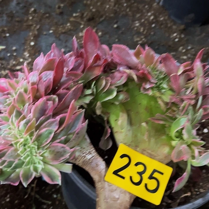 多肉植物福利235