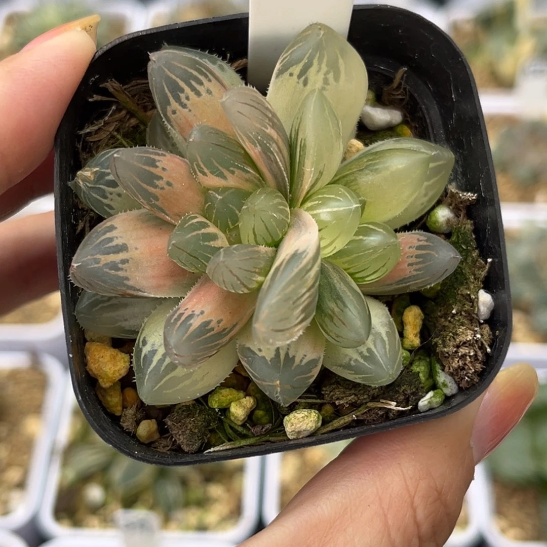 741糊斑霓虹灯玉露锦哈哈哈哈哈