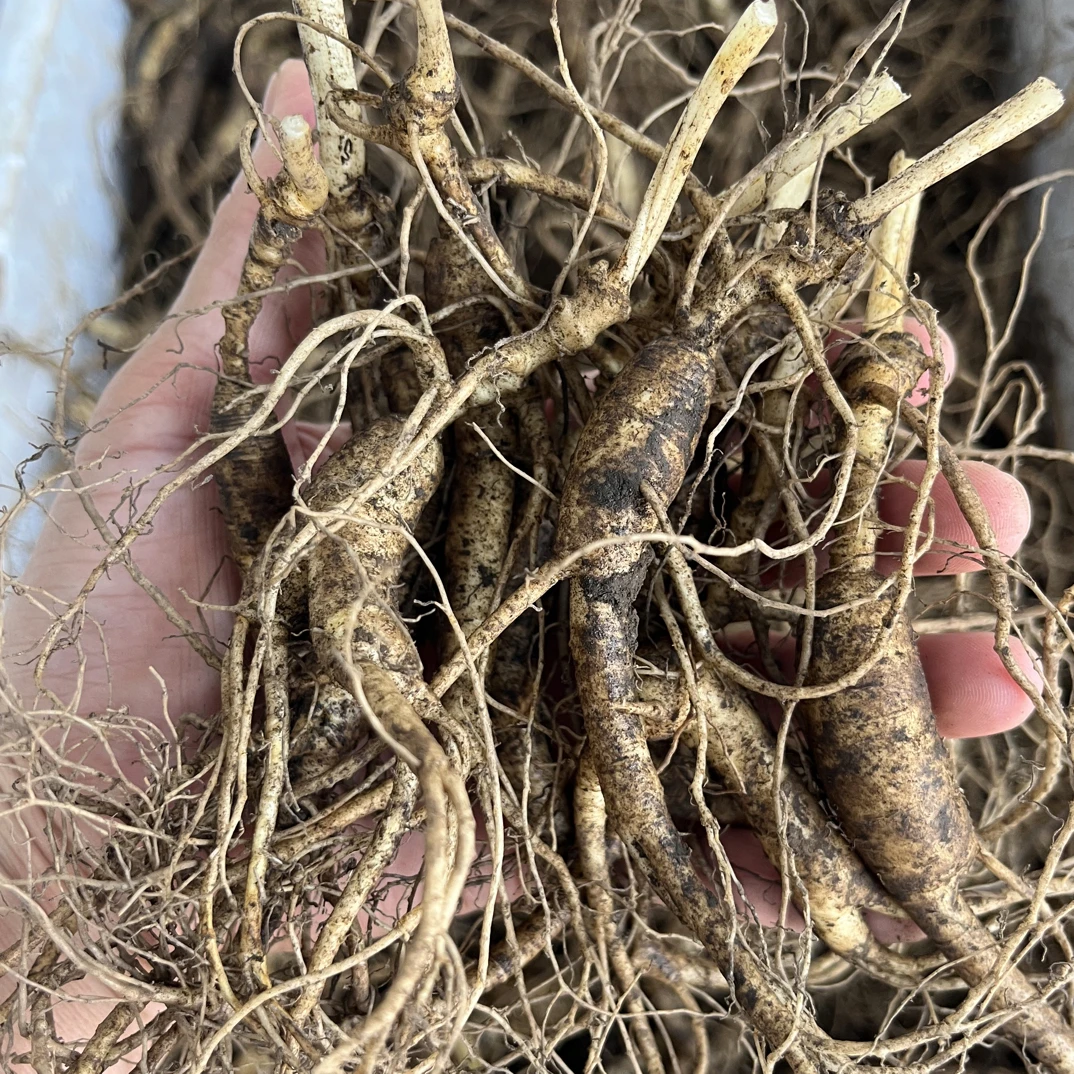 【苏吉缘】长白山林下参改价链接默认加酒保鲜发货