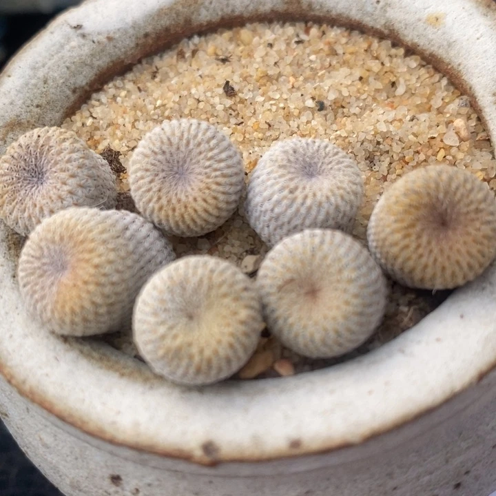 2322月世界一颗一颗