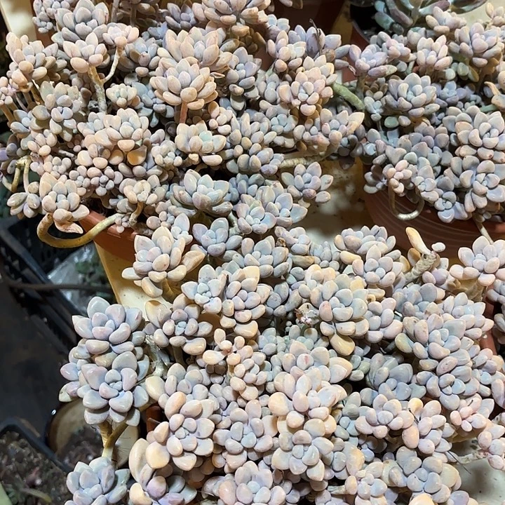 你***帅艾伦。40。       两颗