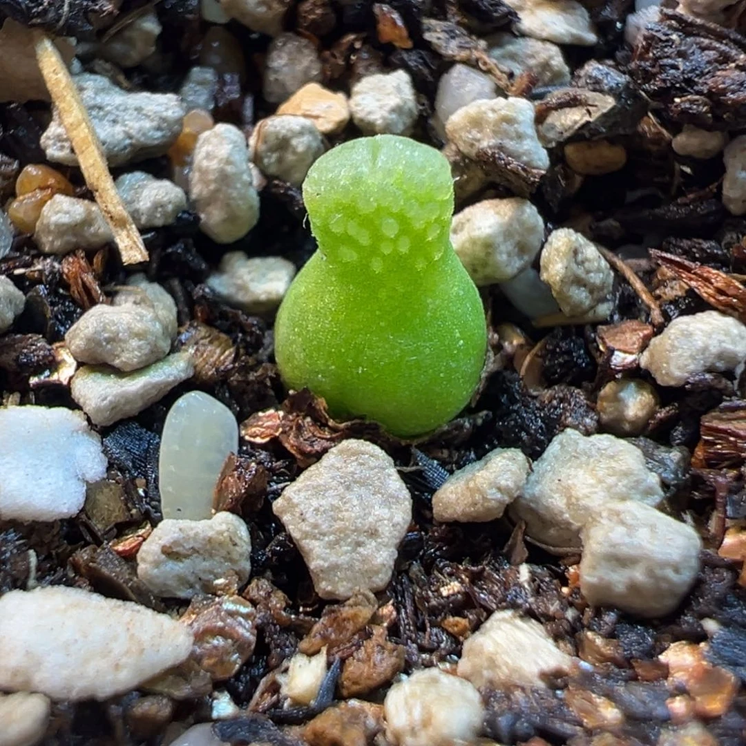 853多肉植物种类很多