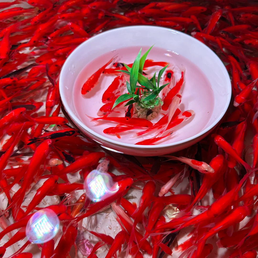 火焰草金鱼今天新号价 保底65条 3-6公分 （不支持指定，随机混搭）