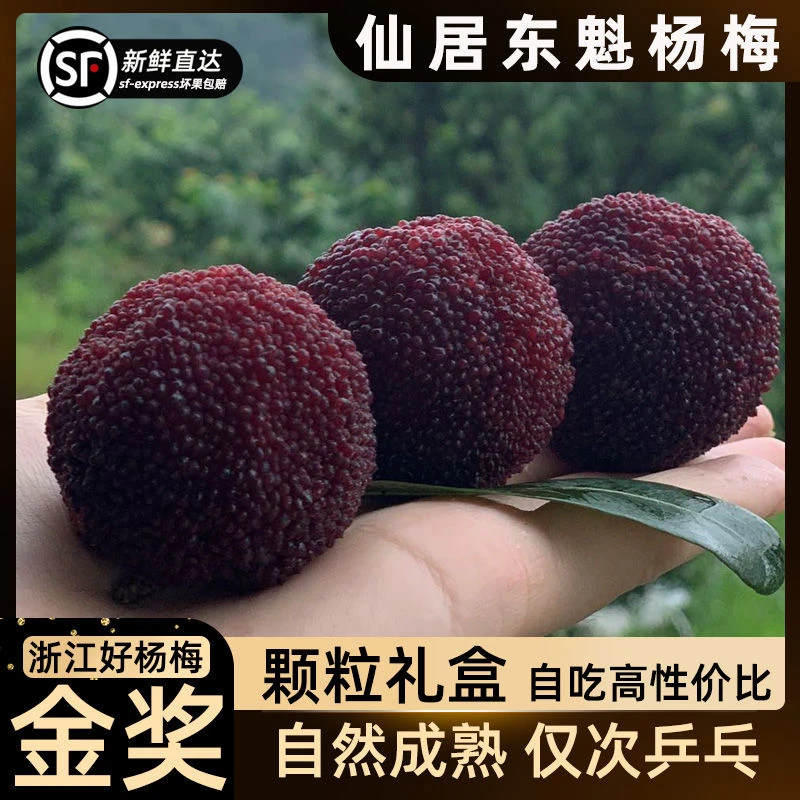 1仙居高山杨梅颗粒装现装现发应季水果酸甜孕妇水果新鲜