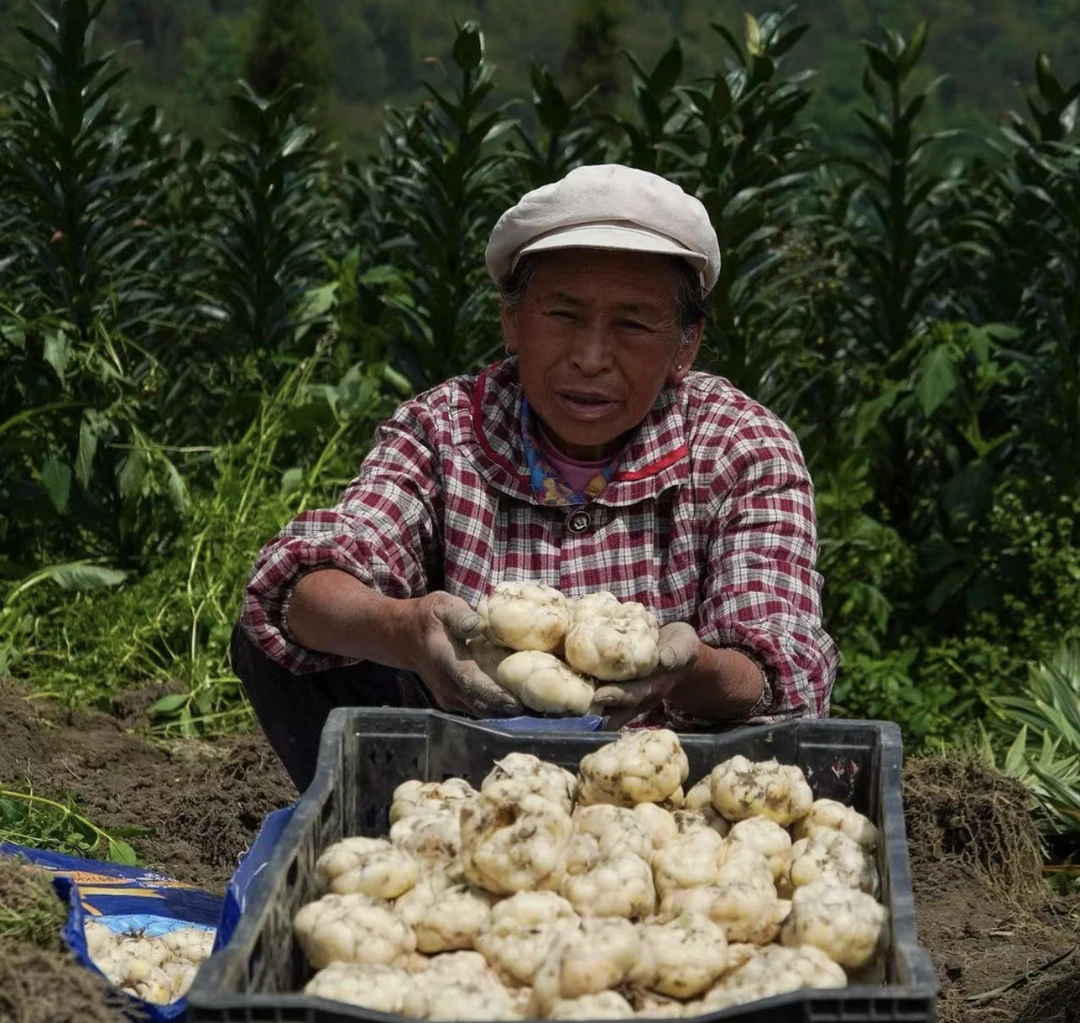 云南丽江甜糯百合新鲜现挖土特产