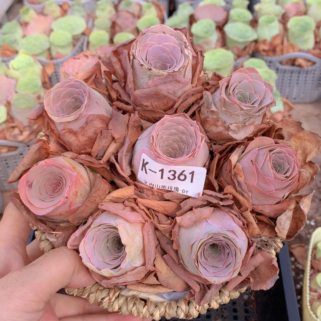 8颗1351带篮子精品货带篮子